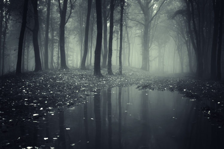 forests, Fog, Puddle, Nature HD Wallpaper Desktop Background