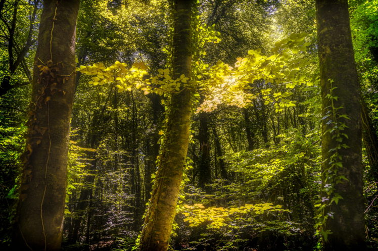 forests, Trees, Nature HD Wallpaper Desktop Background