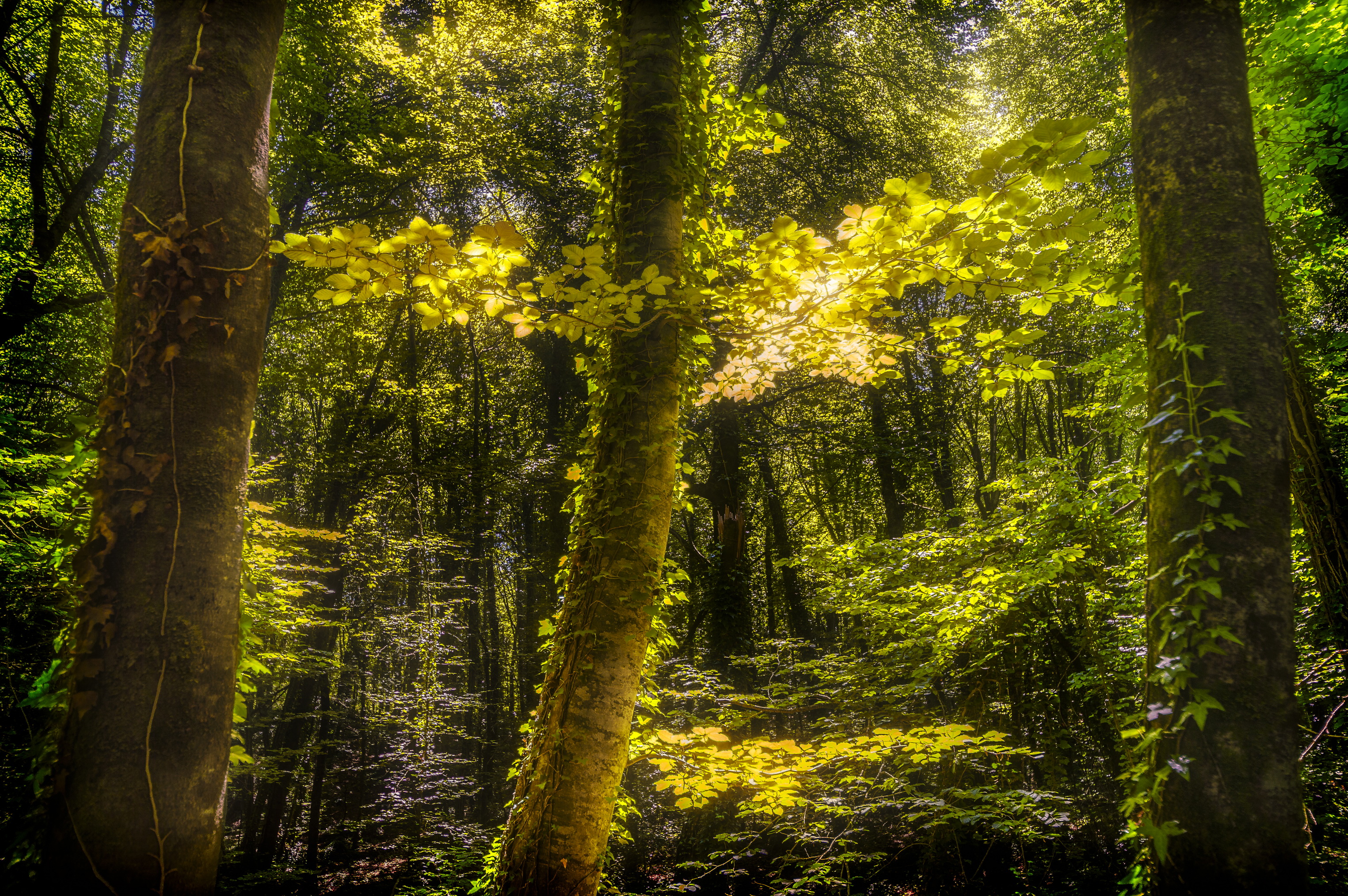 forests, Trees, Nature Wallpaper