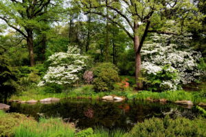 gardens, Pond, Usa, Belmont, New, York, City, Nature
