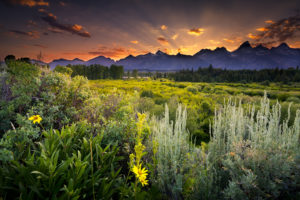 grand, Teton, National, Park, Sunset, Clouds, Evening, Mountains, Field, Flowers, Herbs, Woods, Trees, Pine, Trees