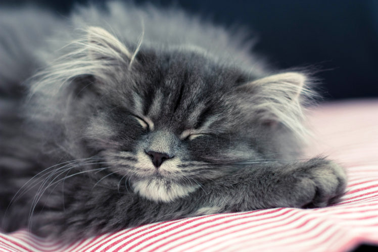 gray, Kitten, Cat HD Wallpaper Desktop Background