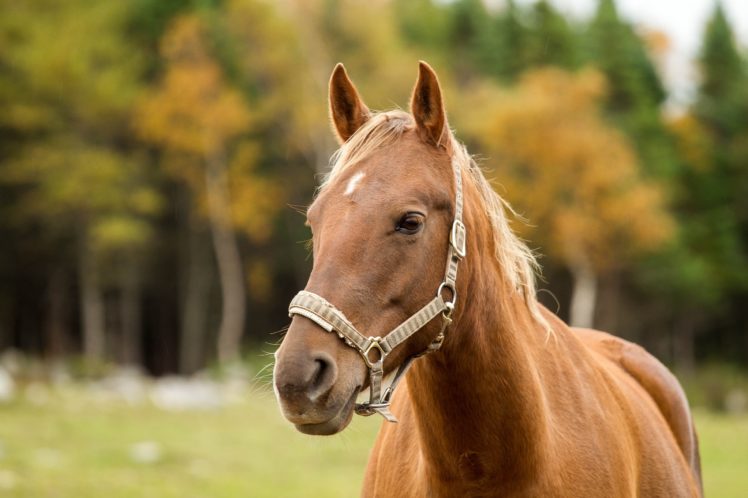 horse, A, Muzzle HD Wallpaper Desktop Background