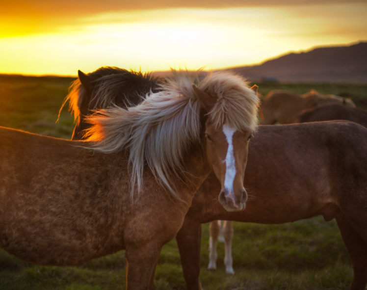 horses, Animals HD Wallpaper Desktop Background