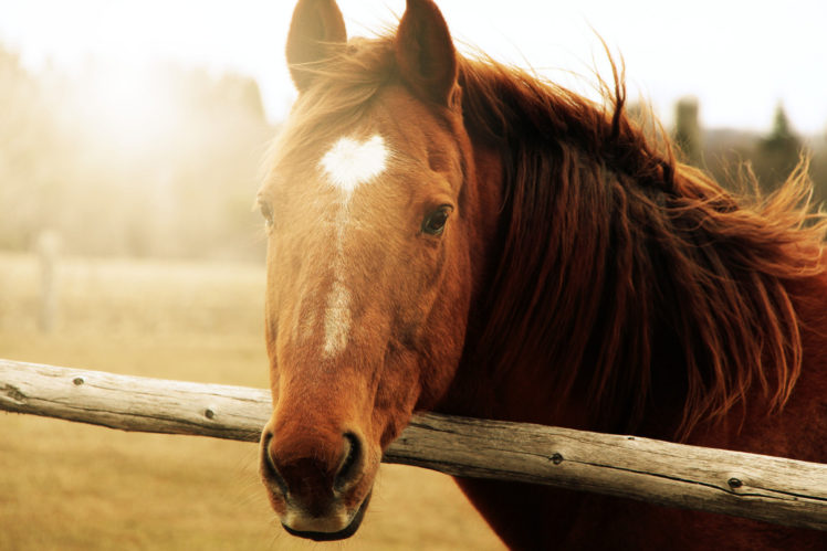 horses, Head, Animals HD Wallpaper Desktop Background