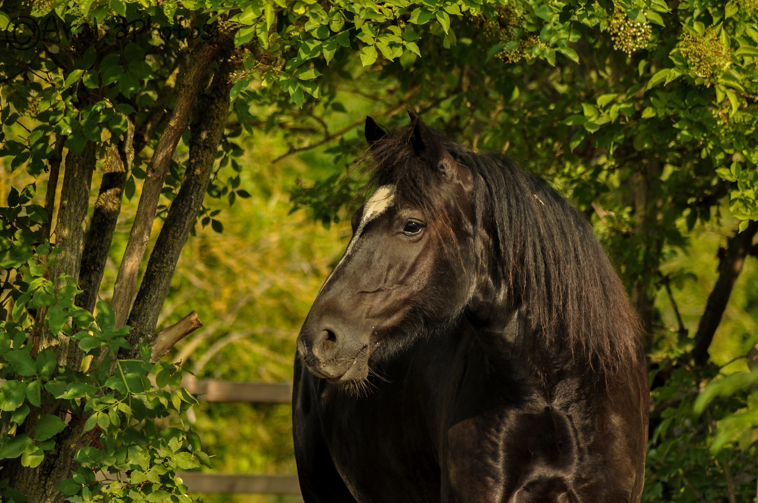 horses Wallpaper