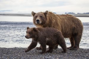 katmai, National, Park, Alaska, Brown, Bear