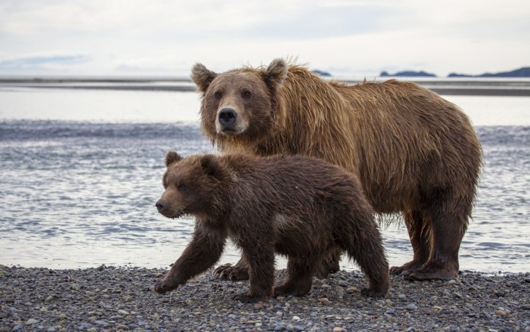 katmai, National, Park, Alaska, Brown, Bear HD Wallpaper Desktop Background