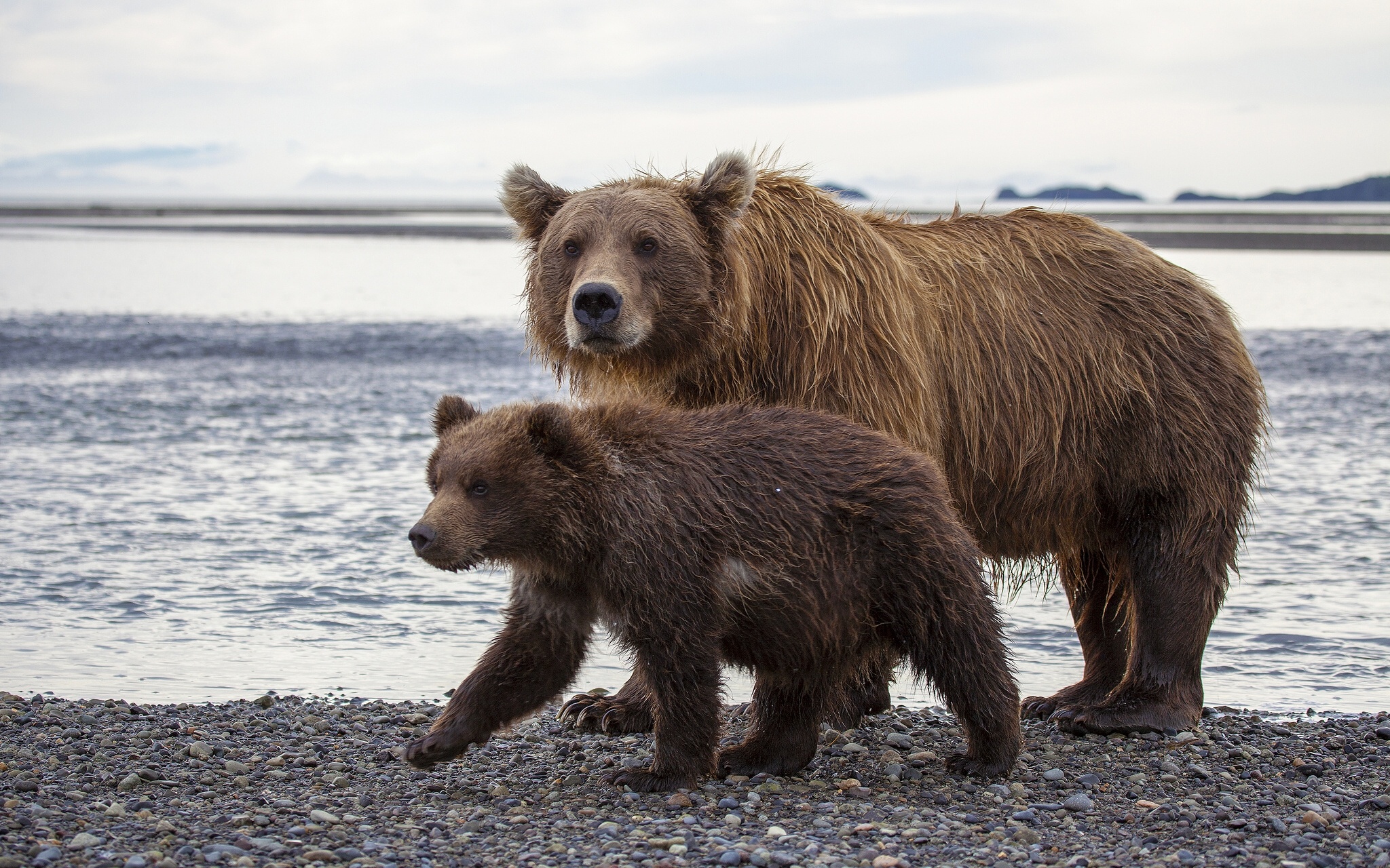 katmai, National, Park, Alaska, Brown, Bear Wallpaper