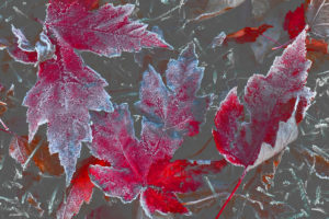 leaves, Autumn, Maple, Rime