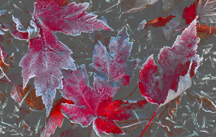 leaves, Autumn, Maple, Rime HD Wallpaper Desktop Background