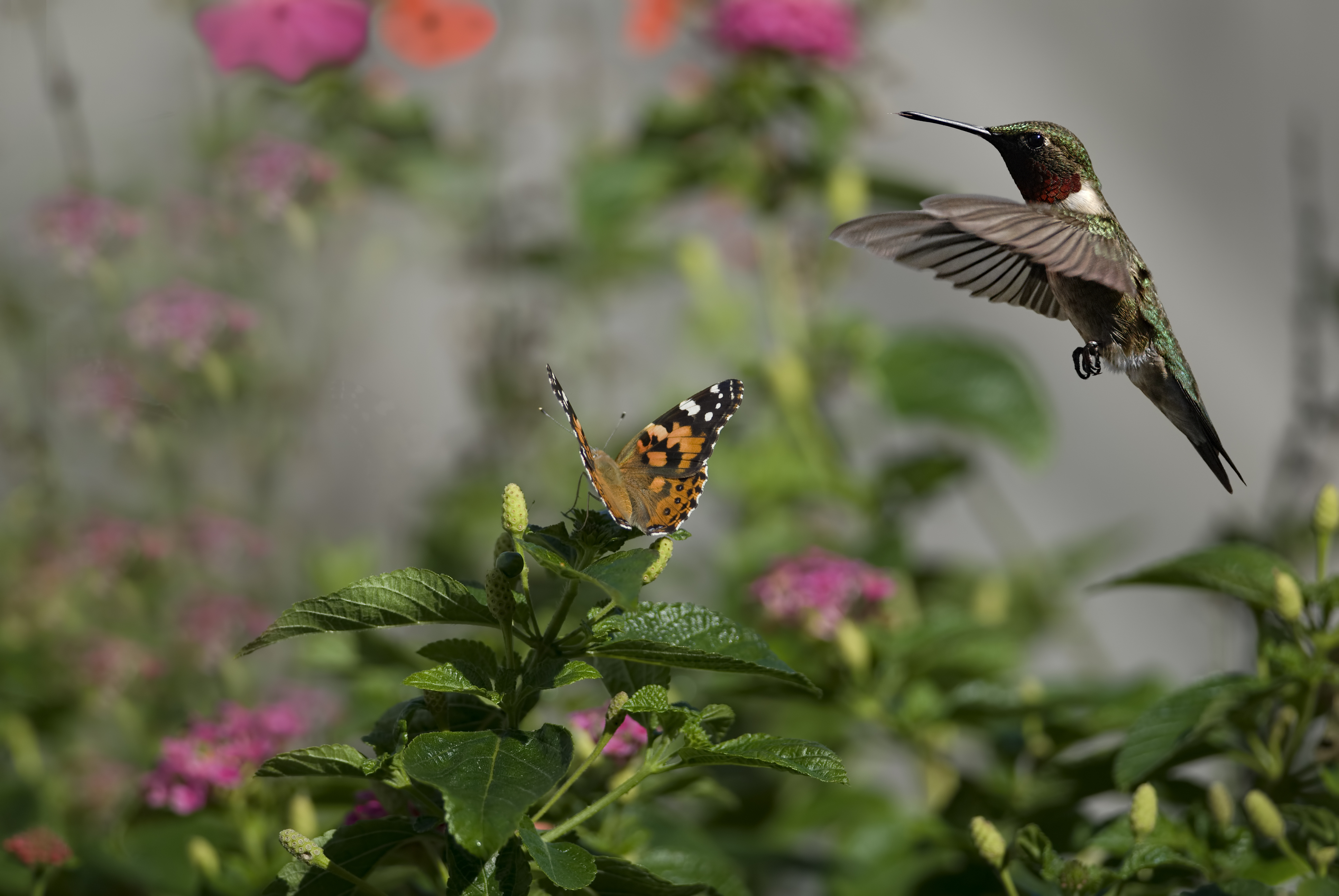 flowers, Butterflies, Birds, Hummingbirds, Insects, Sun, Bokeh Wallpaper