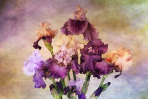flowers, Drawing, Irises, Paint