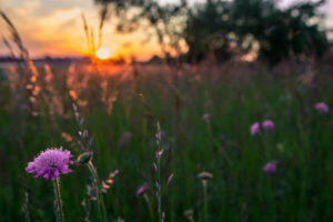 flowers, Purple, Field, Grass, Evening, Sun, Sunset, Macro, Motion, Blur