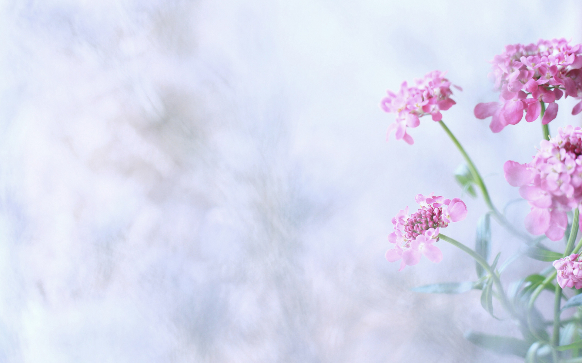 pink, Blossoms, Flower Wallpaper