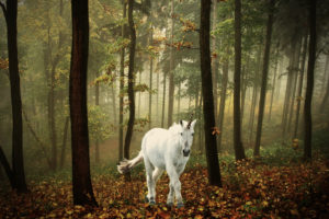 unicorn, Horse, Magical, Animal, Autumn, Forest