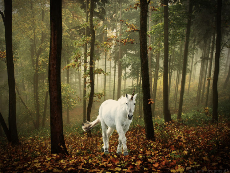 unicorn, Horse, Magical, Animal, Autumn, Forest HD Wallpaper Desktop Background