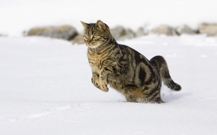 cat, Running, In, The, Snow HD Wallpaper Desktop Background