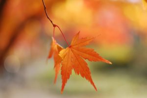 nature, Autumn,  season , Leaves, Maple, Leaf, Depth, Of, Field