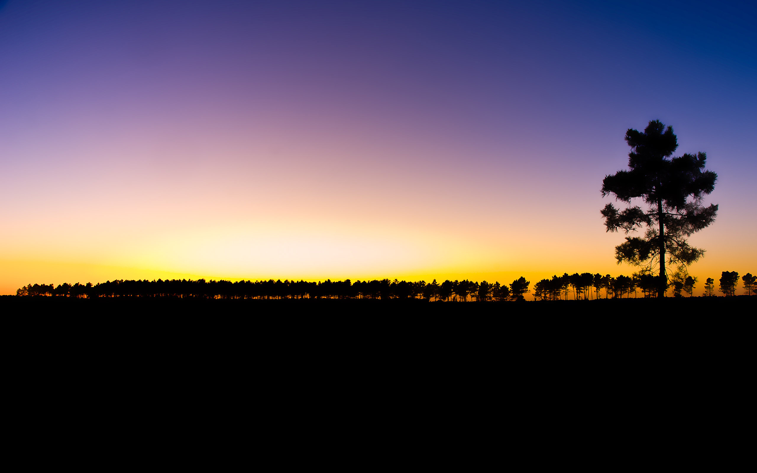 trees, At, Dawn Wallpaper