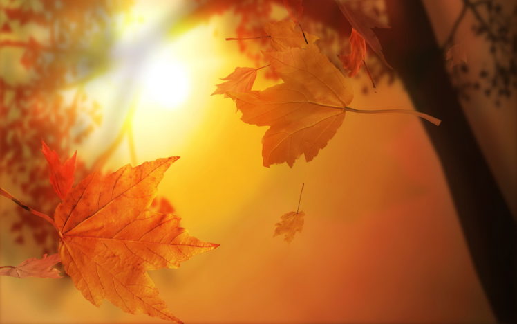 autumn, Leaf HD Wallpaper Desktop Background