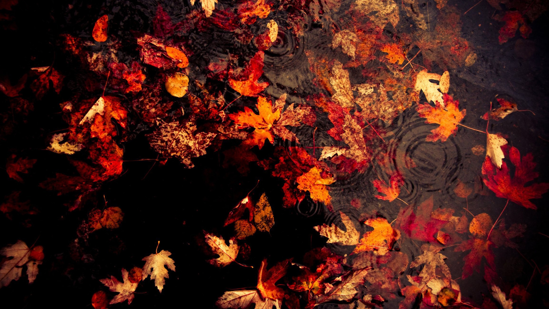 autumn, Leaf Wallpaper