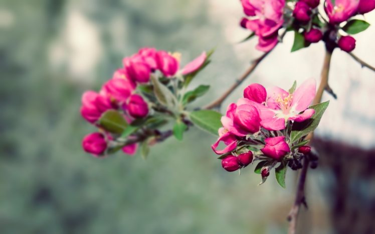 nature, Flowers, Spring,  season , Blossoms HD Wallpaper Desktop Background