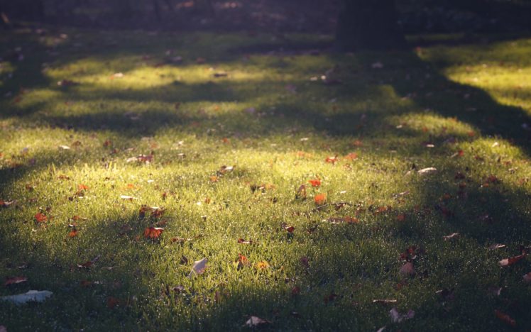 nature, Grass, Plants, Macro, Lawn, Fallen, Leaves HD Wallpaper Desktop Background