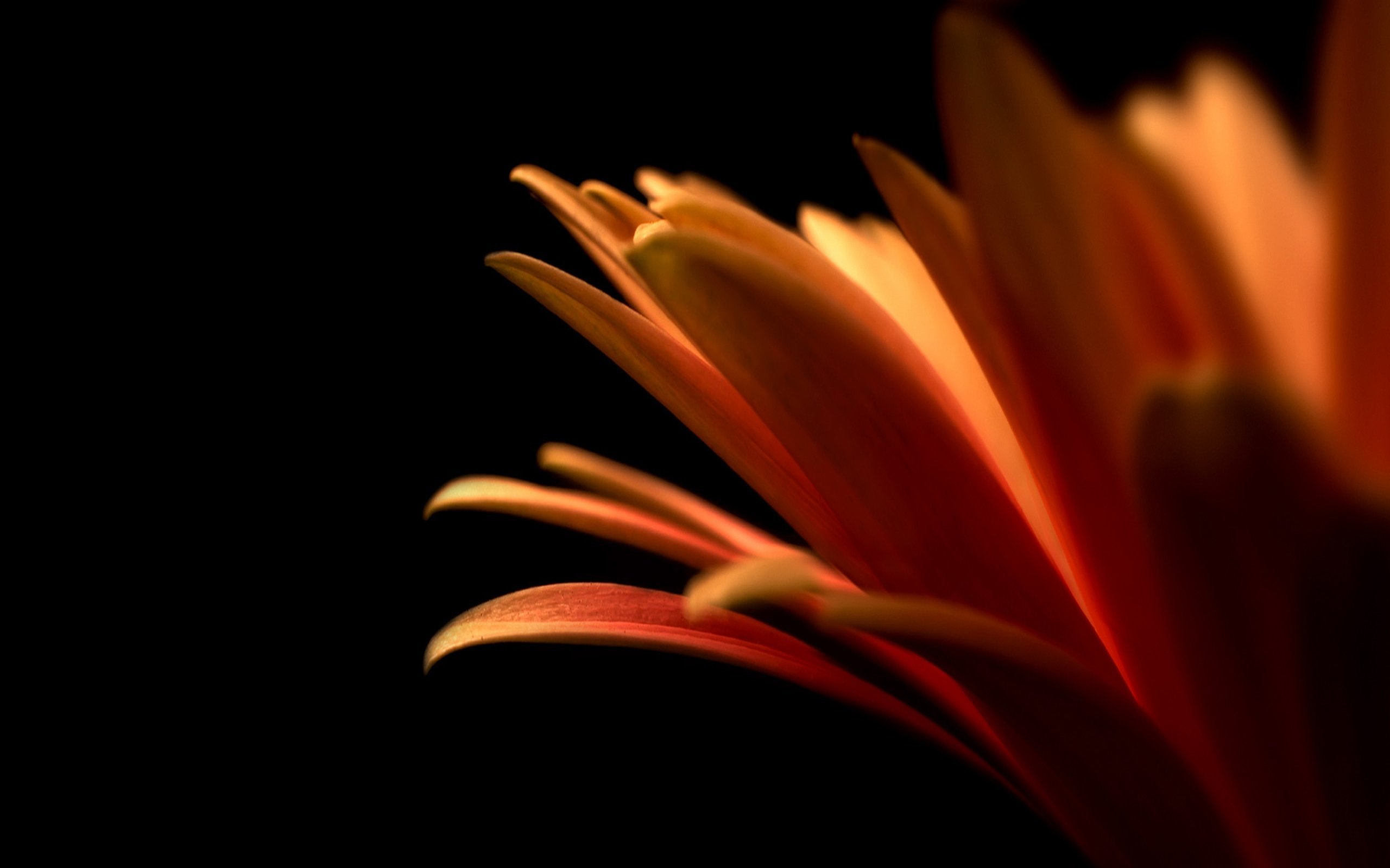 flower Wallpaper