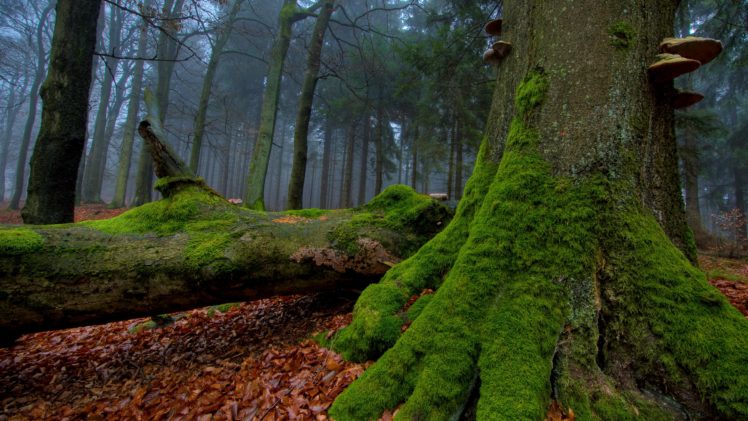 tree, Forest HD Wallpaper Desktop Background
