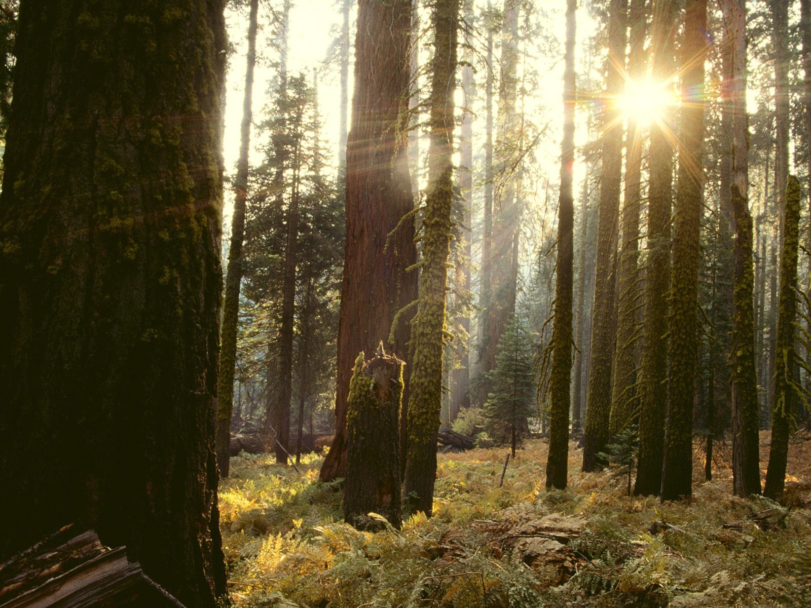 tree, Forest Wallpaper