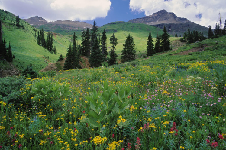 alpine, Meadow, Colorado, Landscape HD Wallpaper Desktop Background