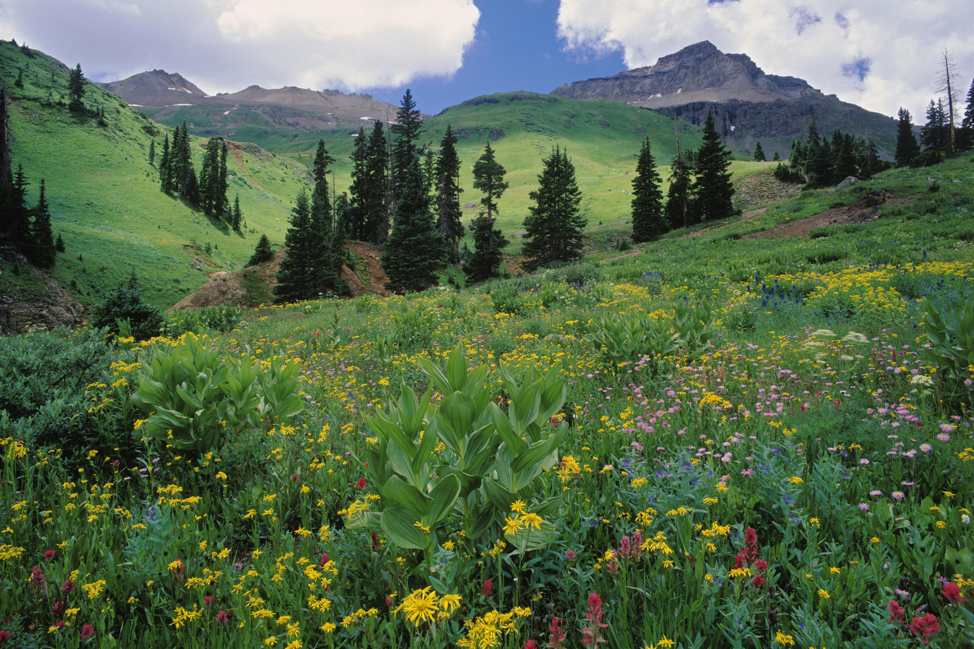 alpine, Meadow, Colorado, Landscape Wallpaper