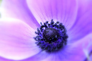 anemone, Lilac, Flower, Petals, Soft, Close up, Focus