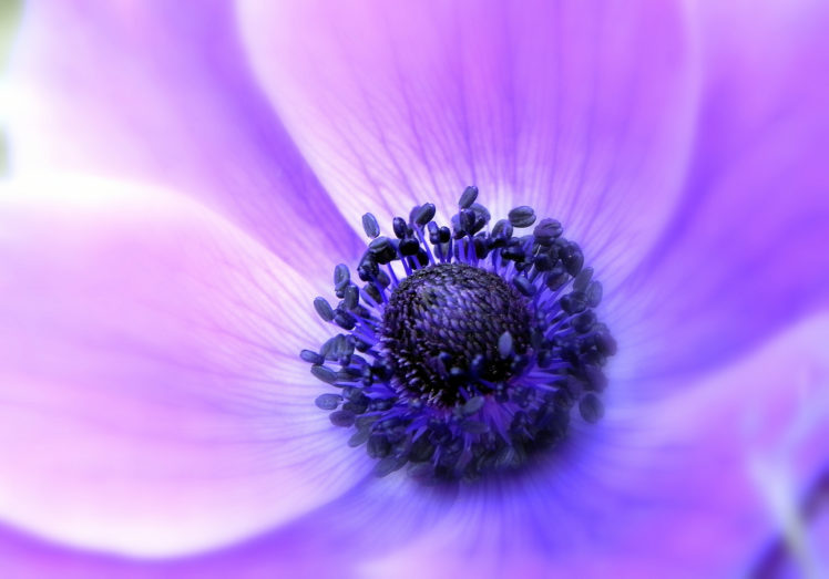 anemone, Lilac, Flower, Petals, Soft, Close up, Focus HD Wallpaper Desktop Background