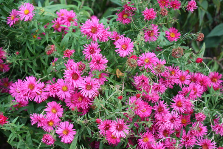 asters, Many, Flowers Wallpapers HD / Desktop and Mobile Backgrounds