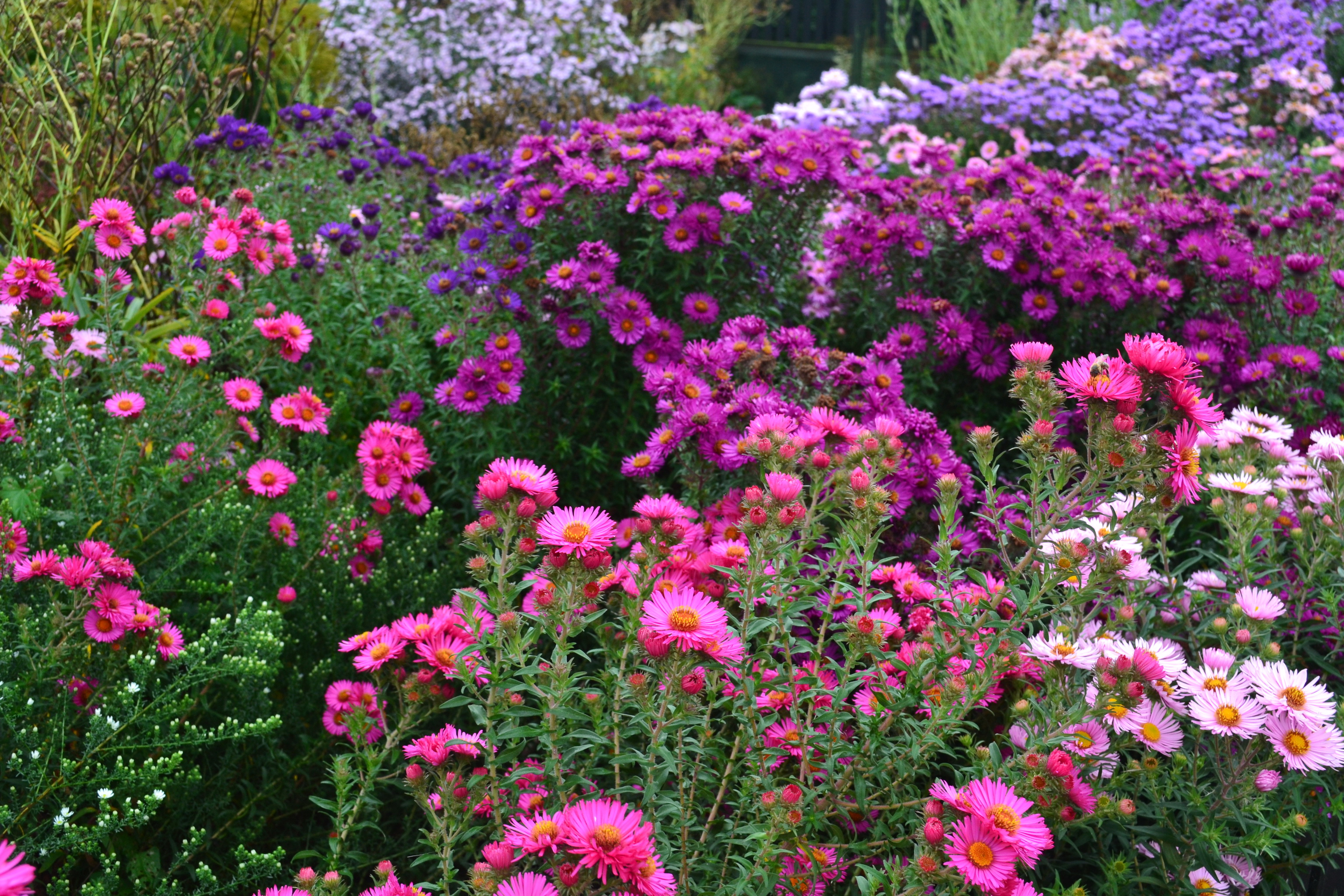 asters, Many, Flowers Wallpaper