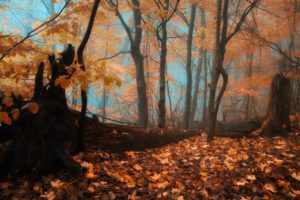 autumn, Forest, Trees, Fog, Landscape