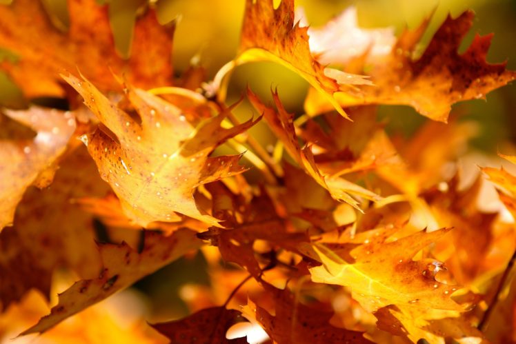 autumn, Leaves, Yellow, Close, Up HD Wallpaper Desktop Background