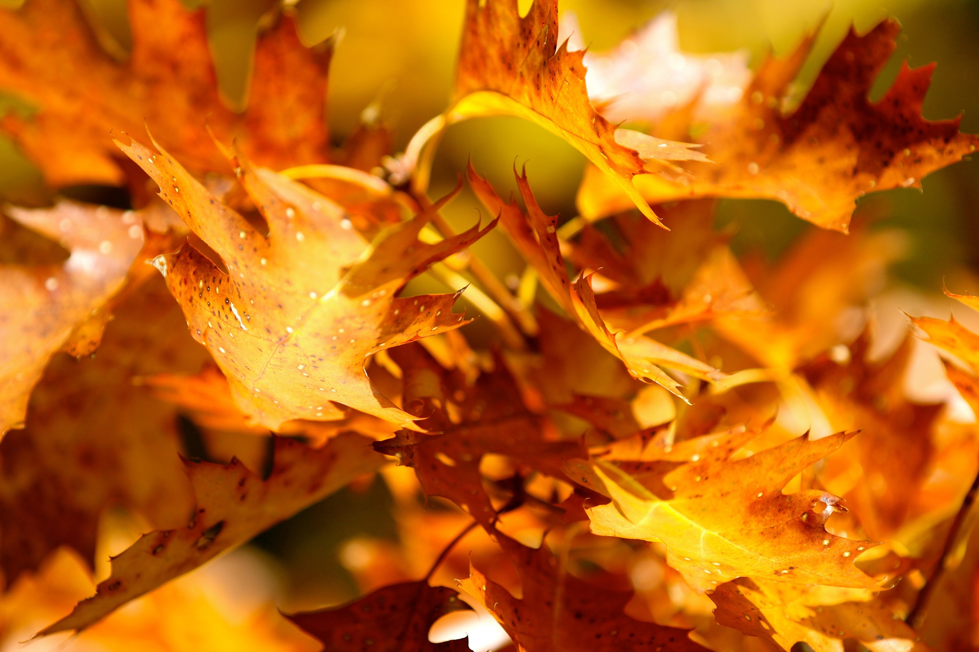 autumn, Leaves, Yellow, Close, Up Wallpaper