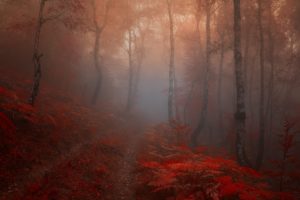 autumn, Road, Trees, Fog, Landscape