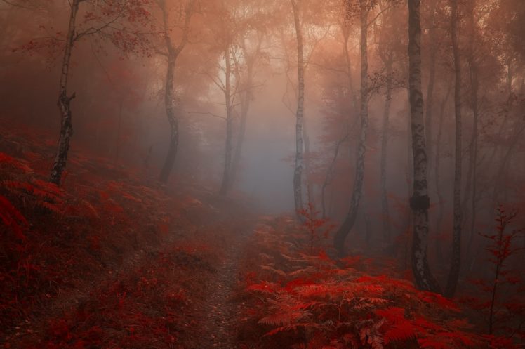 autumn, Road, Trees, Fog, Landscape HD Wallpaper Desktop Background