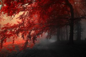 autumn, Trees, Road, Fog, Landscape