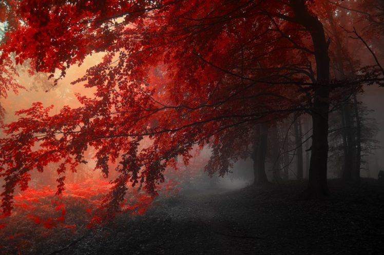autumn, Trees, Road, Fog, Landscape HD Wallpaper Desktop Background
