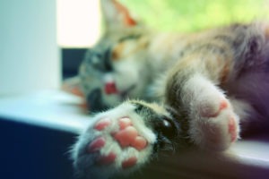 cat, Sleeping, Legs, Macro, Window, Sill