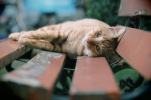 cats, Bench, Boards, Animals