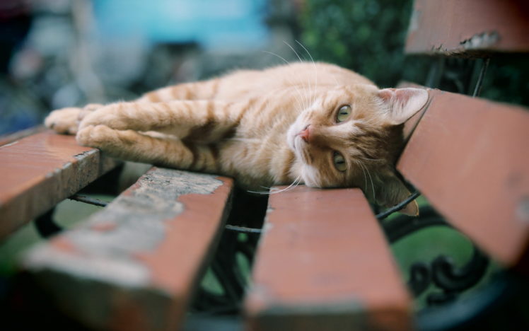 cats, Bench, Boards, Animals HD Wallpaper Desktop Background