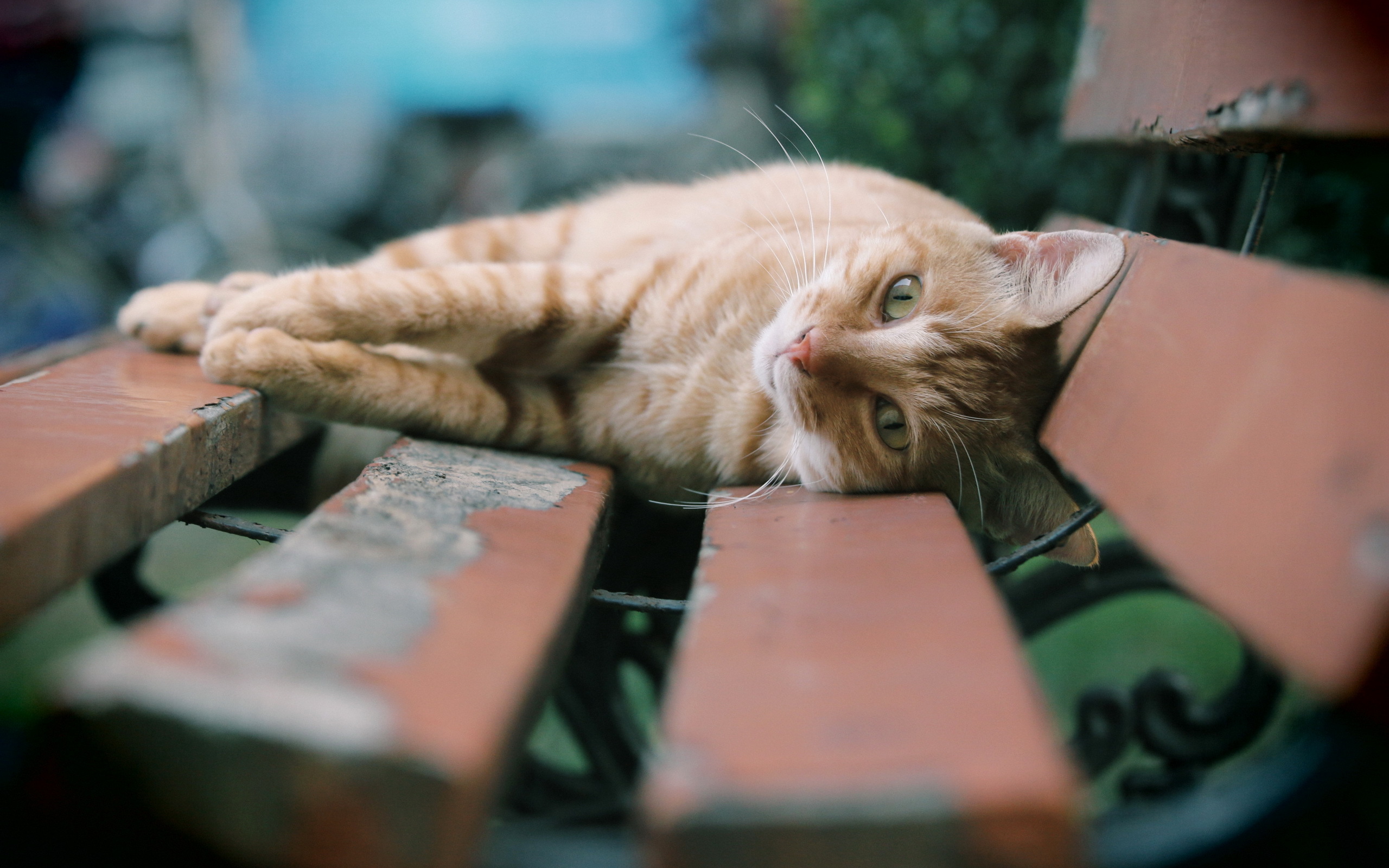 cats, Bench, Boards, Animals Wallpaper