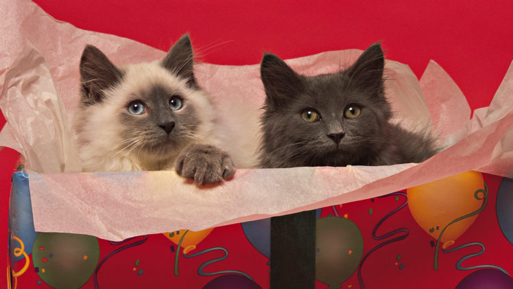 cats, Two, Animals, Birthday HD Wallpaper Desktop Background