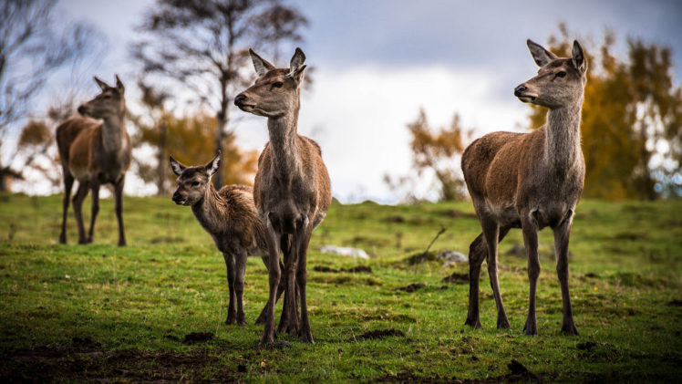 deer, Grass HD Wallpaper Desktop Background